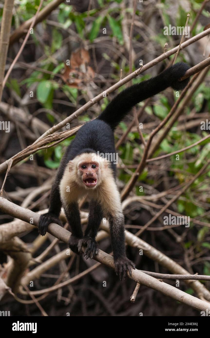 Porträt eines aggressiven, weißgesichtigen Kapuzineraffen, Cebus capucinus. Curu Wildlife Reserve, Costa Rica. Stockfoto