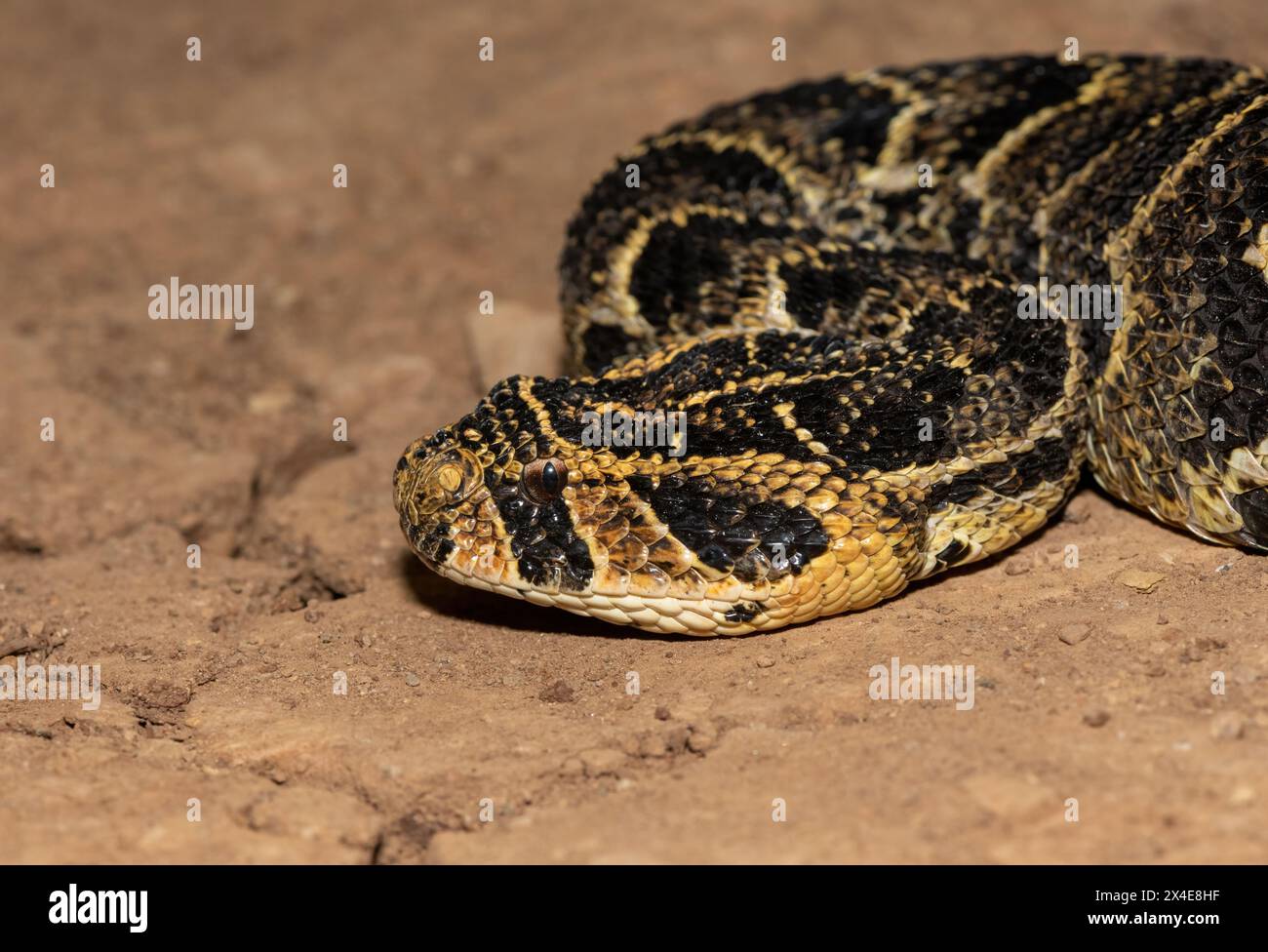 Nahaufnahme des hochgiftigen Puff Adder (Bitis arietans) Stockfoto