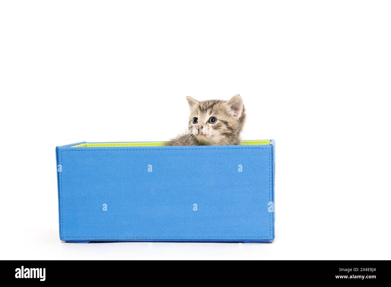 Niedliches Baby-Tabby-Kätzchen, das in einer blauen Box auf weißem Hintergrund sitzt Stockfoto