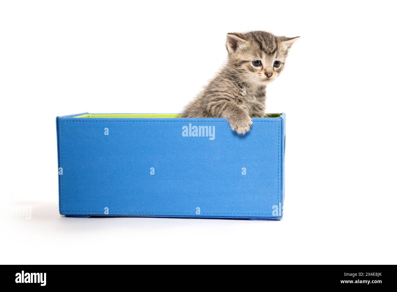 Niedliches Baby-Tabby-Kätzchen, das in einer blauen Box auf weißem Hintergrund sitzt Stockfoto