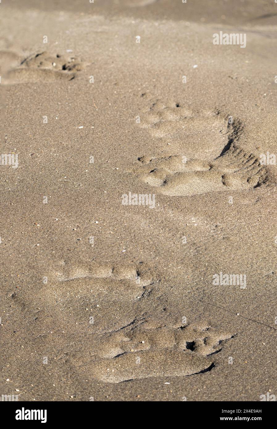 USA, Alaska, Lake Clark National Park. Erwachsene Grizzlybärenpfoten im Strandsand. Stockfoto