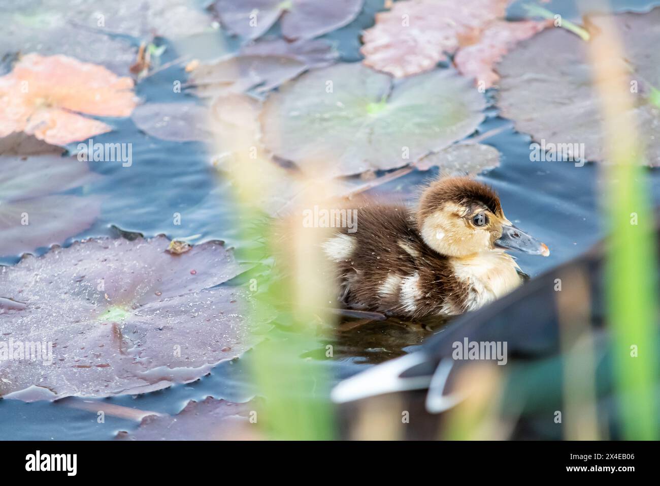 Wunderschöne Babyente schwimmt auf einem Teich, umgeben von Wasserpflanzen. Stockfoto