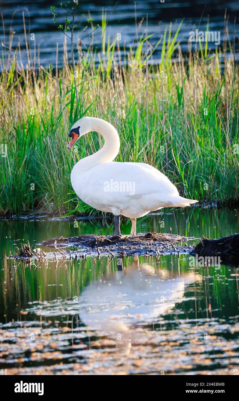 02.05.2024, Lamprechtshausen, AUT, unterwegs in Salzburg, Reportage, Symbolbild, Themenbild, Verschiedene Themenbilder, Wildvögel, Wildvogel, Schwan, Schwäne, im Bild ein Schwan, im Moorgebiet, Gewässer, Futtersuche, die Schwäne Cygnus sind eine Gattung der Entenvögel Anatidae. Innerhalb dieser Familie werden sie den Gänsen Anserinae zugerechnet. Schwäne sind die größten aller Entenvögel. Wegen des rein weißen Gefieders der europäischen Arten früher lateinisch Cygnus albus Weißer Schwan 1 und der eindrucksvollen Größe sind sie in zahlreichen Mythen und Märchen eingegangen., *** 02 05 2024, Lam Stockfoto