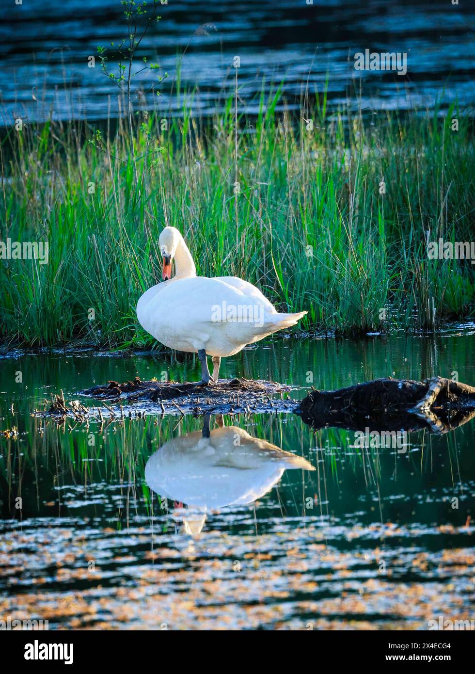 02.05.2024, Lamprechtshausen, AUT, unterwegs in Salzburg, Reportage, Symbolbild, Themenbild, Verschiedene Themenbilder, Wildvögel, Wildvogel, Schwan, Schwäne, im Bild ein Schwan, im Moorgebiet, Gewässer, Futtersuche, die Schwäne Cygnus sind eine Gattung der Entenvögel Anatidae. Innerhalb dieser Familie werden sie den Gänsen Anserinae zugerechnet. Schwäne sind die größten aller Entenvögel. Wegen des rein weißen Gefieders der europäischen Arten früher lateinisch Cygnus albus Weißer Schwan 1 und der eindrucksvollen Größe sind sie in zahlreichen Mythen und Märchen eingegangen., *** 02 05 2024, Lam Stockfoto