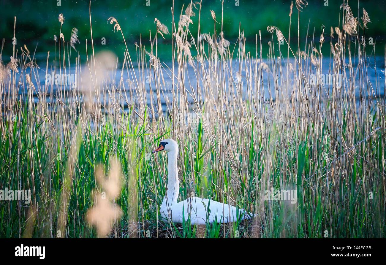 02.05.2024, Lamprechtshausen, AUT, unterwegs in Salzburg, Reportage, Symbolbild, Themenbild, Verschiedene Themenbilder, Wildvögel, Wildvogel, Schwan, Schwäne, im Bild ein Schwan, im Moorgebiet, Gewässer, Brütender Schwan, die Schwäne Cygnus sind eine Gattung der Entenvögel Anatidae. Innerhalb dieser Familie werden sie den Gänsen Anserinae zugerechnet. Schwäne sind die größten aller Entenvögel. Wegen des rein weißen Gefieders der europäischen Arten früher lateinisch Cygnus albus Weißer Schwan 1 und der eindrucksvollen Größe sind sie in zahlreichen Mythen und Märchen eingegangen., *** 02 05 2024 Stockfoto