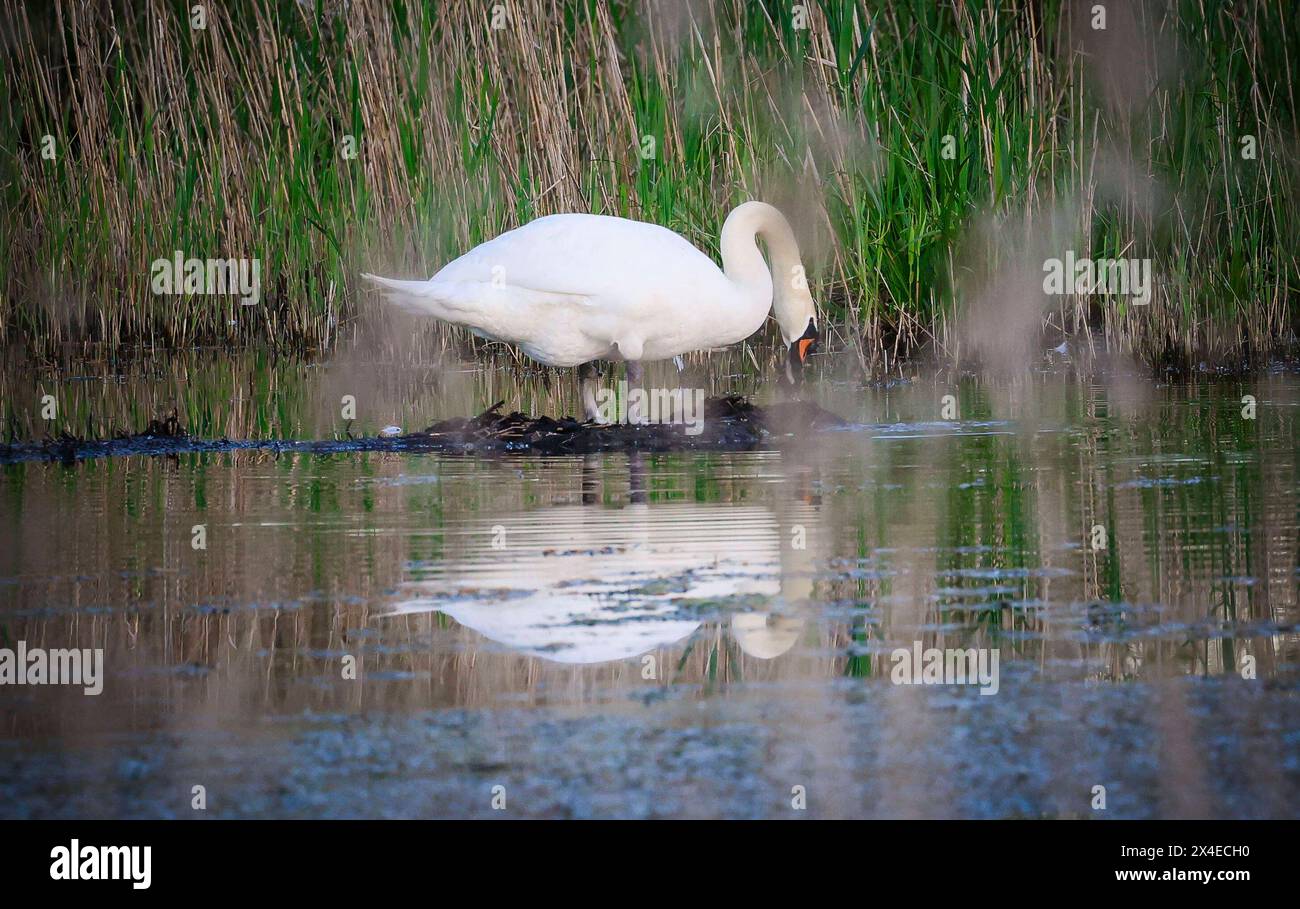 02.05.2024, Lamprechtshausen, AUT, unterwegs in Salzburg, Reportage, Symbolbild, Themenbild, Verschiedene Themenbilder, Wildvögel, Wildvogel, Schwan, Schwäne, im Bild ein Schwan, im Moorgebiet, Gewässer, Futtersuche, die Schwäne Cygnus sind eine Gattung der Entenvögel Anatidae. Innerhalb dieser Familie werden sie den Gänsen Anserinae zugerechnet. Schwäne sind die größten aller Entenvögel. Wegen des rein weißen Gefieders der europäischen Arten früher lateinisch Cygnus albus Weißer Schwan 1 und der eindrucksvollen Größe sind sie in zahlreichen Mythen und Märchen eingegangen., *** 02 05 2024, Lam Stockfoto