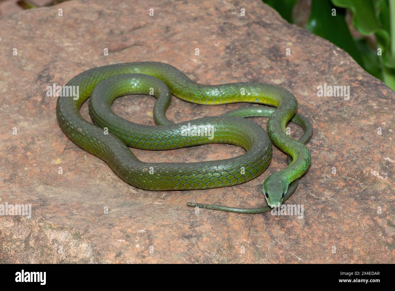 Eine wunderschöne Western Natal Green Snake (Philothamnus occidentalis), die sich in der Wildnis sonnt Stockfoto