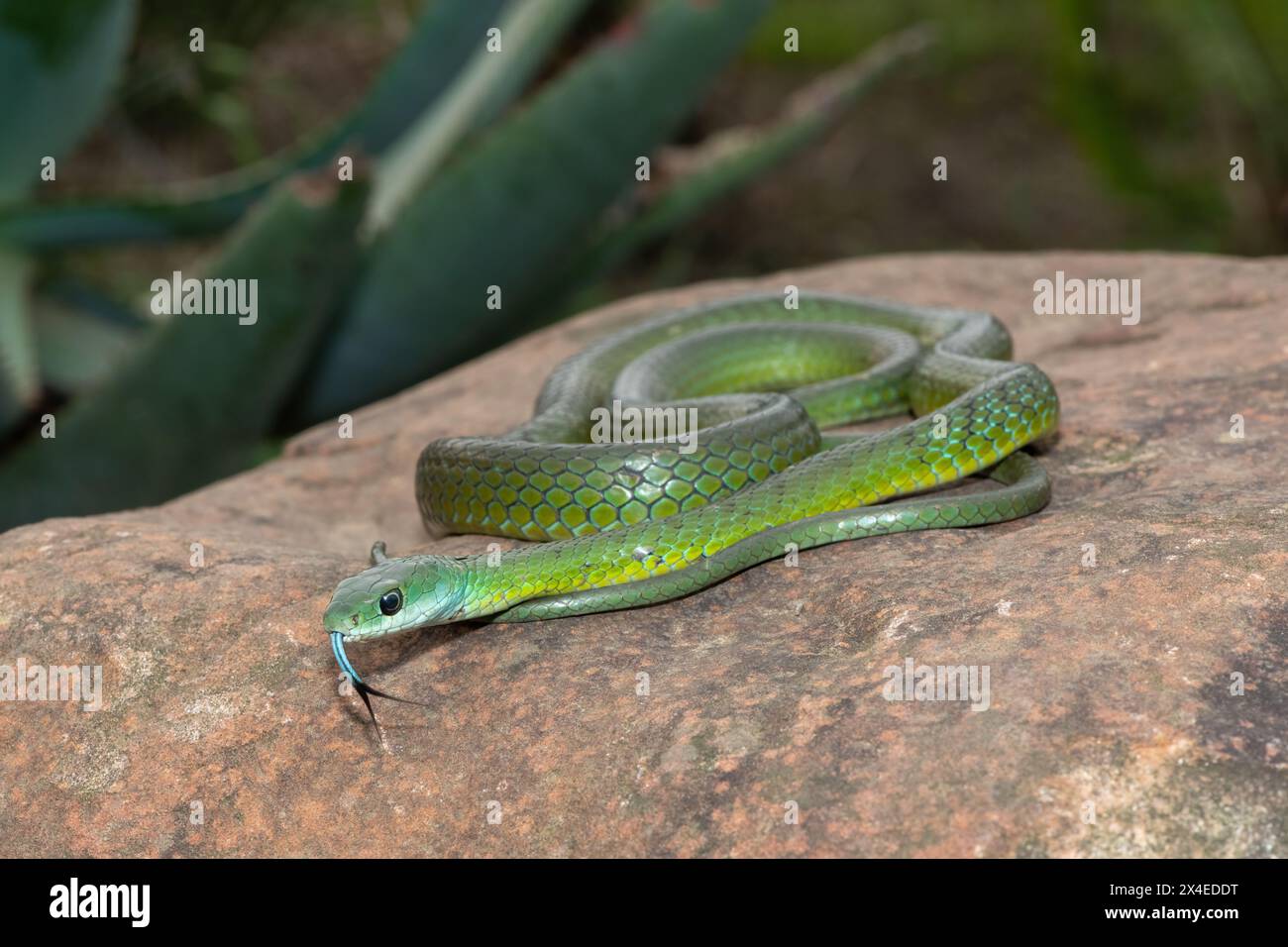 Eine wunderschöne Western Natal Green Snake (Philothamnus occidentalis), die sich in der Wildnis sonnt Stockfoto