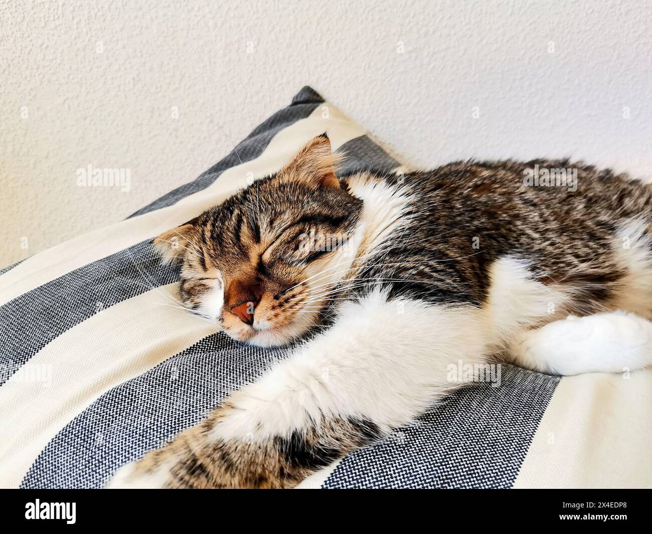 Niedliche Floppy-Ohrkatze, die auf einem abgestreiften Kissen schläft Stockfoto