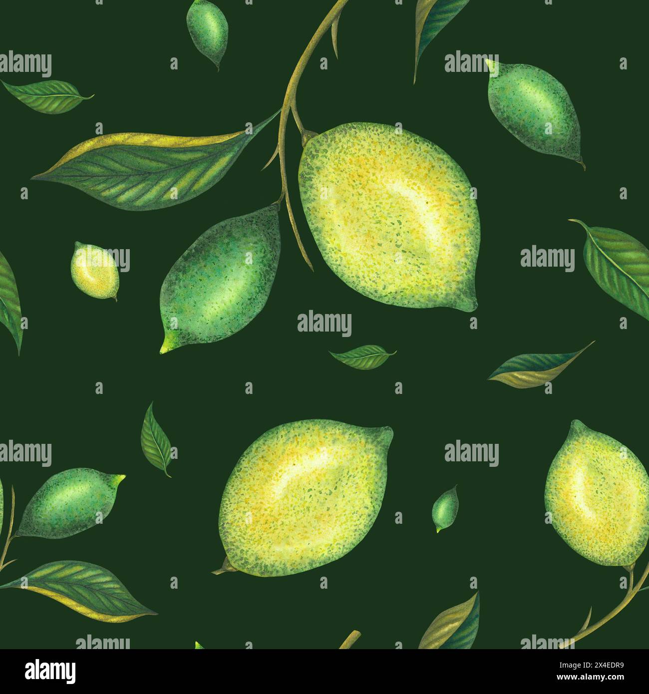 Aquarell nahtloses Limettenmuster mit grünen Zitronen und Limettenzweig mit Blättern. Handgemalte gelbe Früchte isoliert auf dunklem Hintergrund. Frische Zitrusfrüchte i Stockfoto