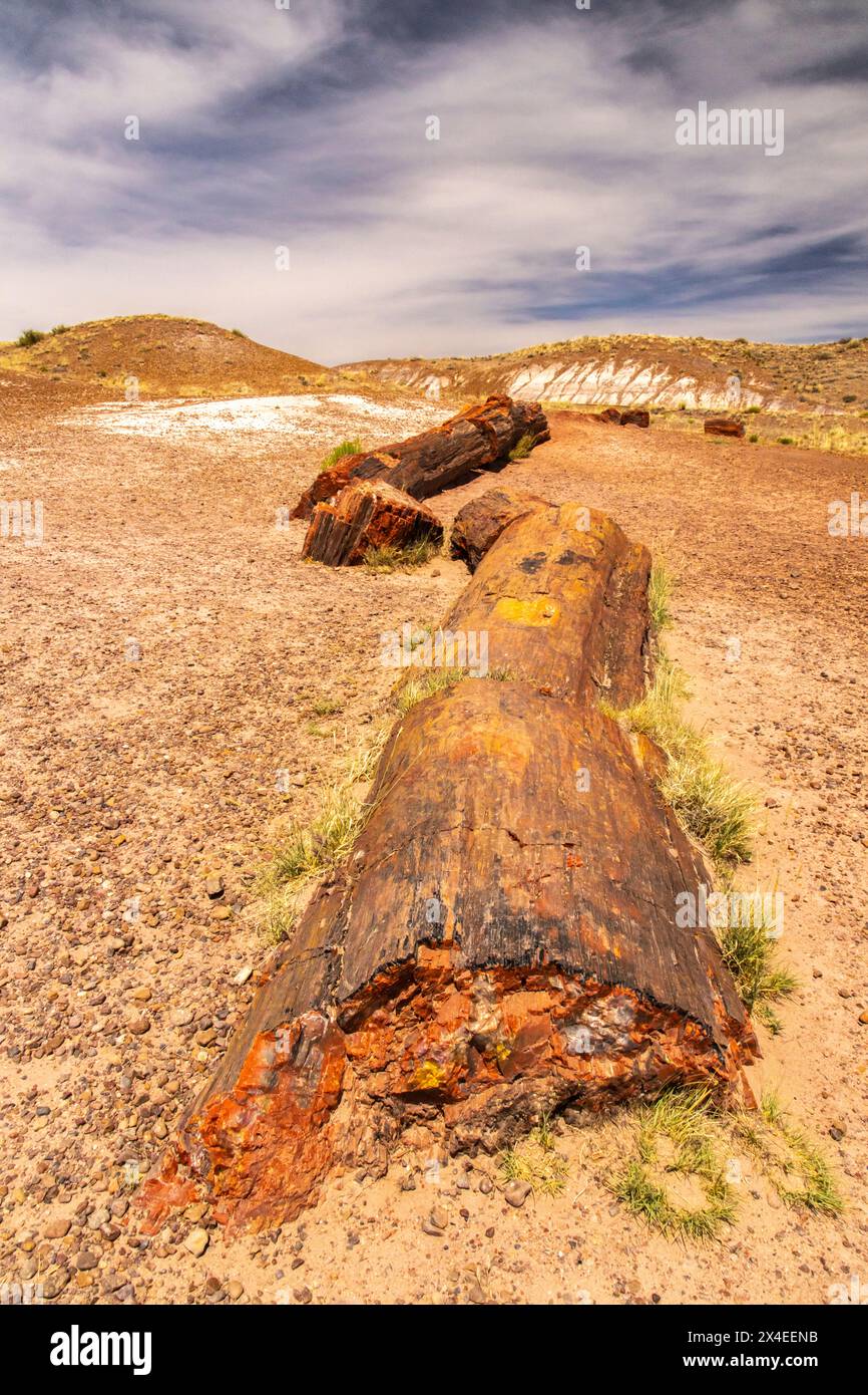 USA, Arizona, Petrified Forest National Park. Teilweise versteinerte Bäume. Stockfoto