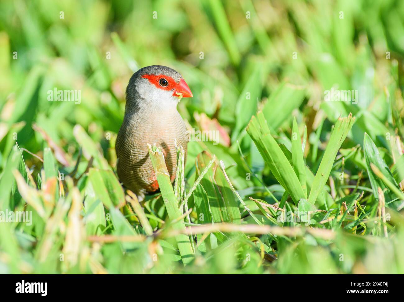 Vogel mit rotem Schnabel im Grasland, der auf Landpflanzen sitzt Stockfoto