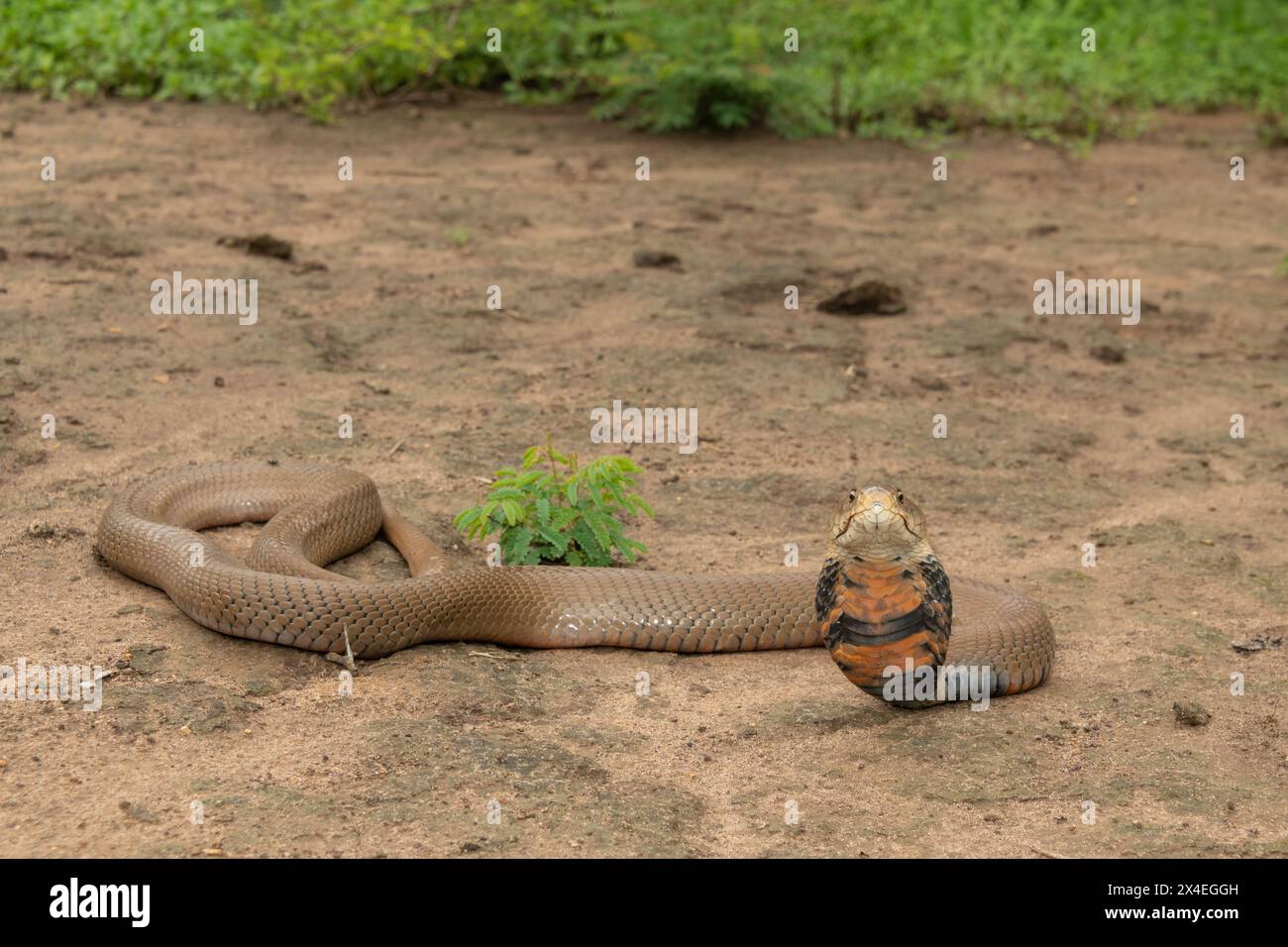 Ein tödlicher Mosambik, der Cobra (Naja mossambica) spuckt, bereit, sein Gift zu spucken Stockfoto