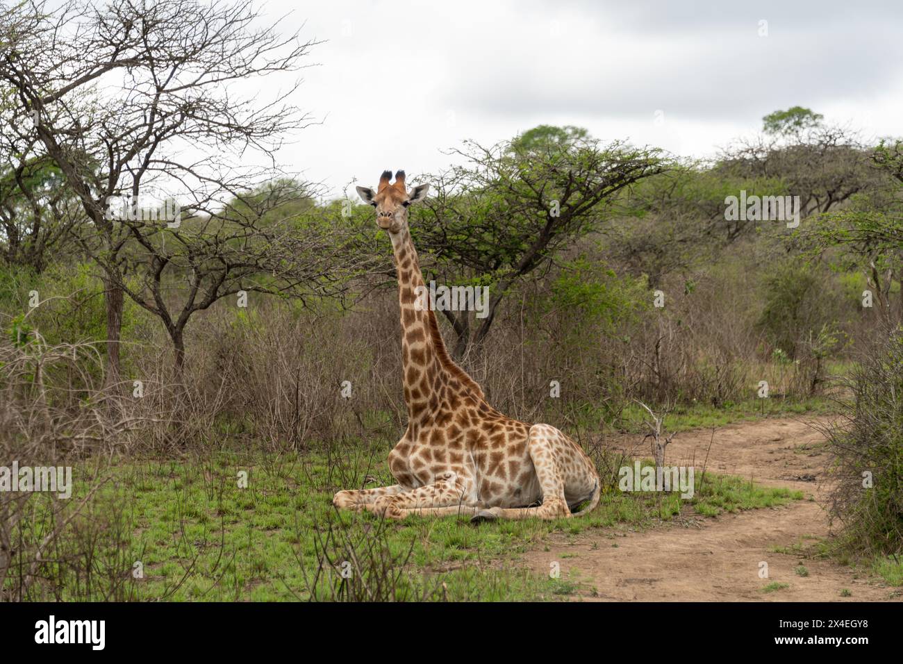 Eine süße Giraffe (Giraffa camelopardalis), die sich an einem kühlen Sommertag in der Wildnis entspannt Stockfoto