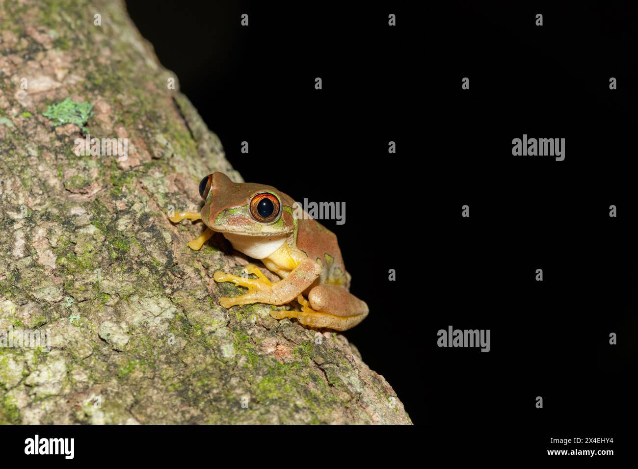 Ein wunderschöner Naturwaldfrosch (Leptopelis natalensis) Stockfoto