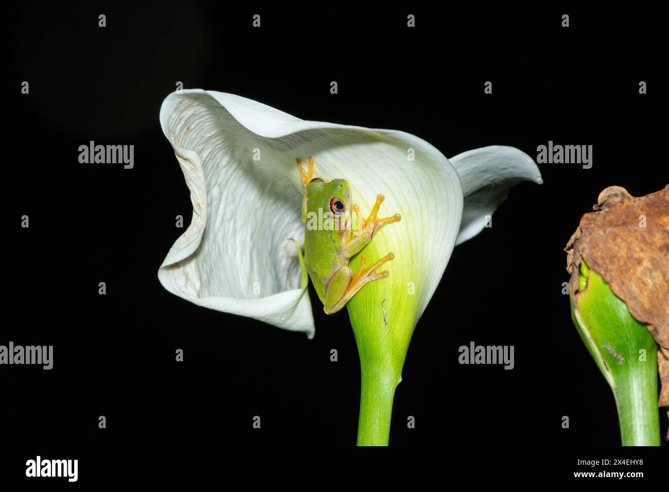 Ein wunderschöner Naturwaldfrosch (Leptopelis natalensis) Stockfoto