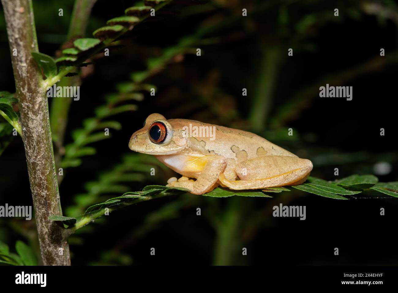 Ein wunderschöner Naturwaldfrosch (Leptopelis natalensis) Stockfoto