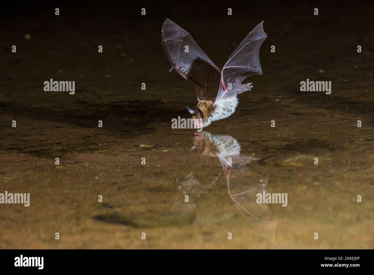 Big Brown bat Skimming Teich für einen Drink, Pima County, Arizona. Stockfoto