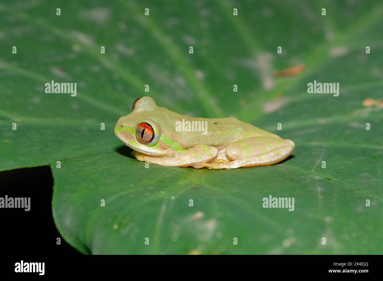 Ein wunderschöner Naturwaldfrosch (Leptopelis natalensis) Stockfoto