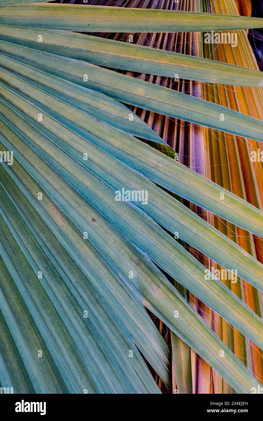 USA, Kalifornien. Abstrakte und farbenfrohe Linien einer Palmenfront, Living Desert Zoo and Gardens, Palm Desert. Stockfoto