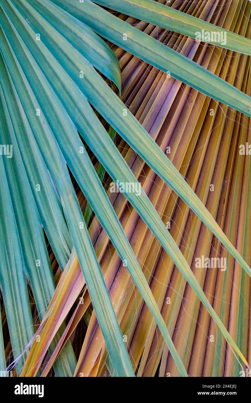 USA, Kalifornien. Abstrakte und farbenfrohe Linien einer Palmenfront, Living Desert Zoo and Gardens, Palm Desert. Stockfoto