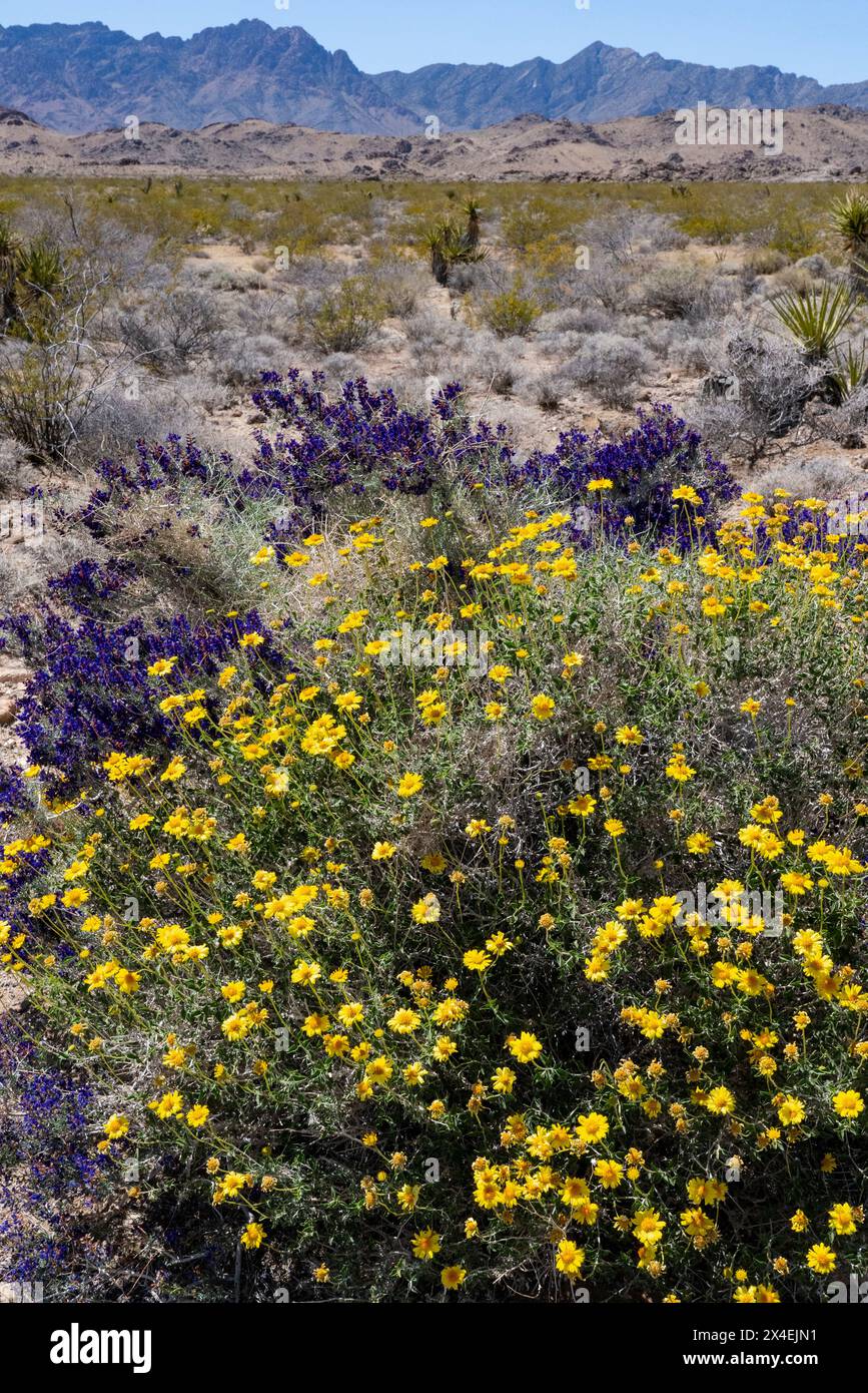 USA, Kalifornien. Blühende Wildblumen im Mojave Trails National Monument. Stockfoto