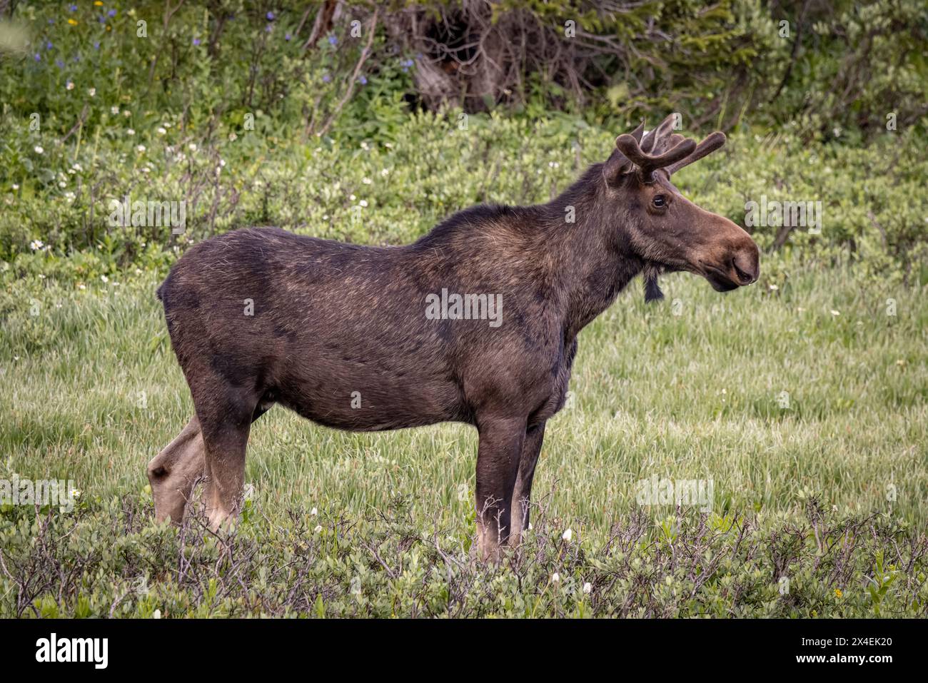 Bull Elose USA, Colorado, Cameron Pass. Stockfoto