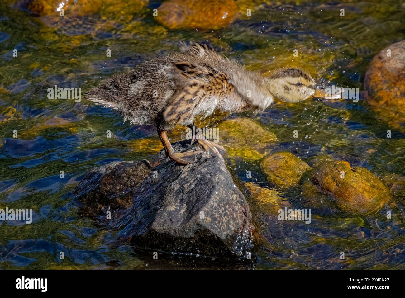 USA, Colorado, Fort Collins. Stockenten-Ente auf Felsen im Fluss. Stockfoto