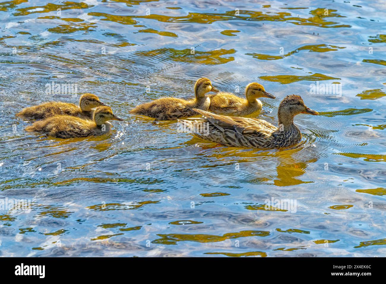 USA, Colorado, Fort Collins. Stockenten und Enten im Fluss. Stockfoto