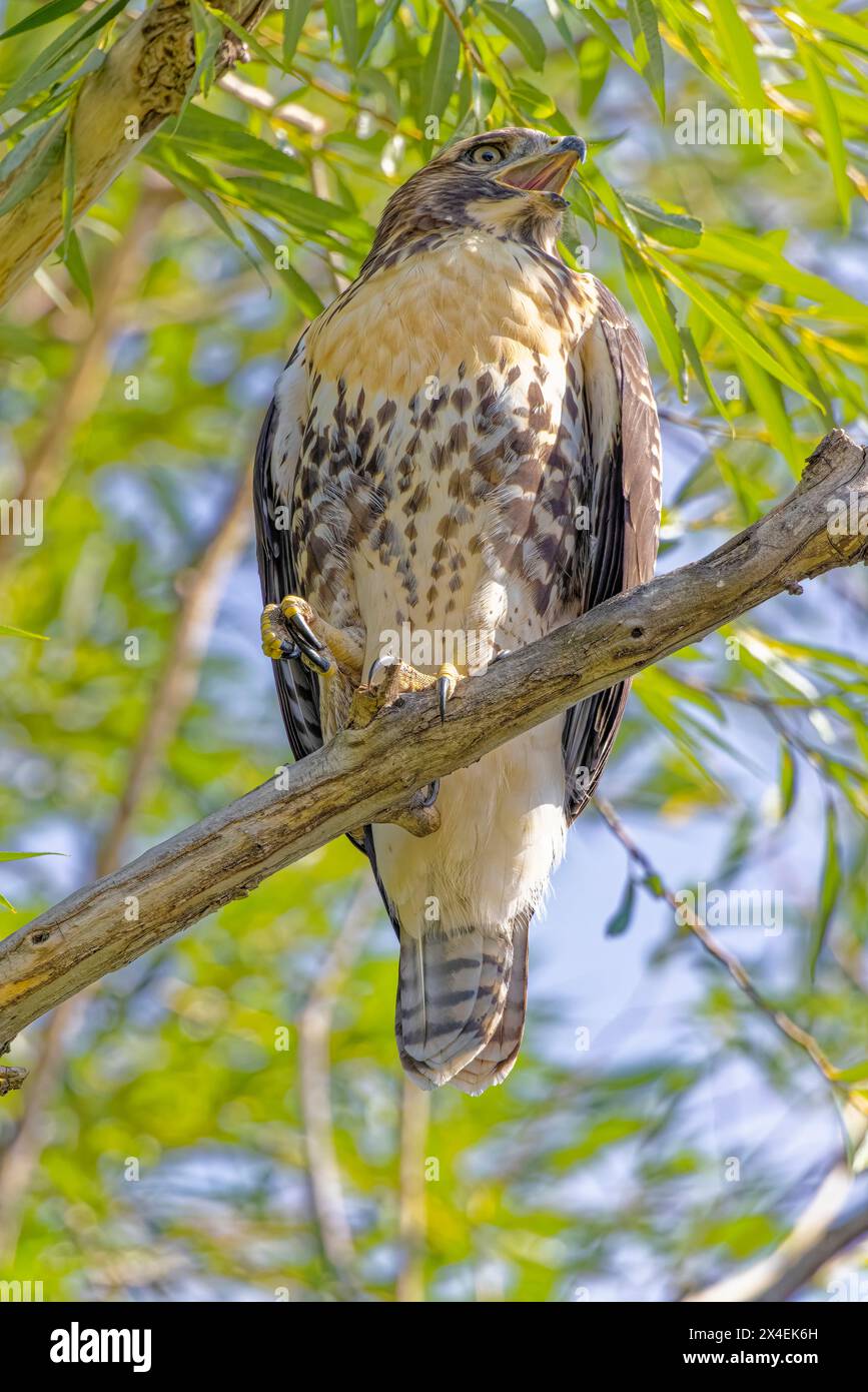 USA, Colorado, Fort Collins. Rotschwanzfalke ruft im Baum. Stockfoto