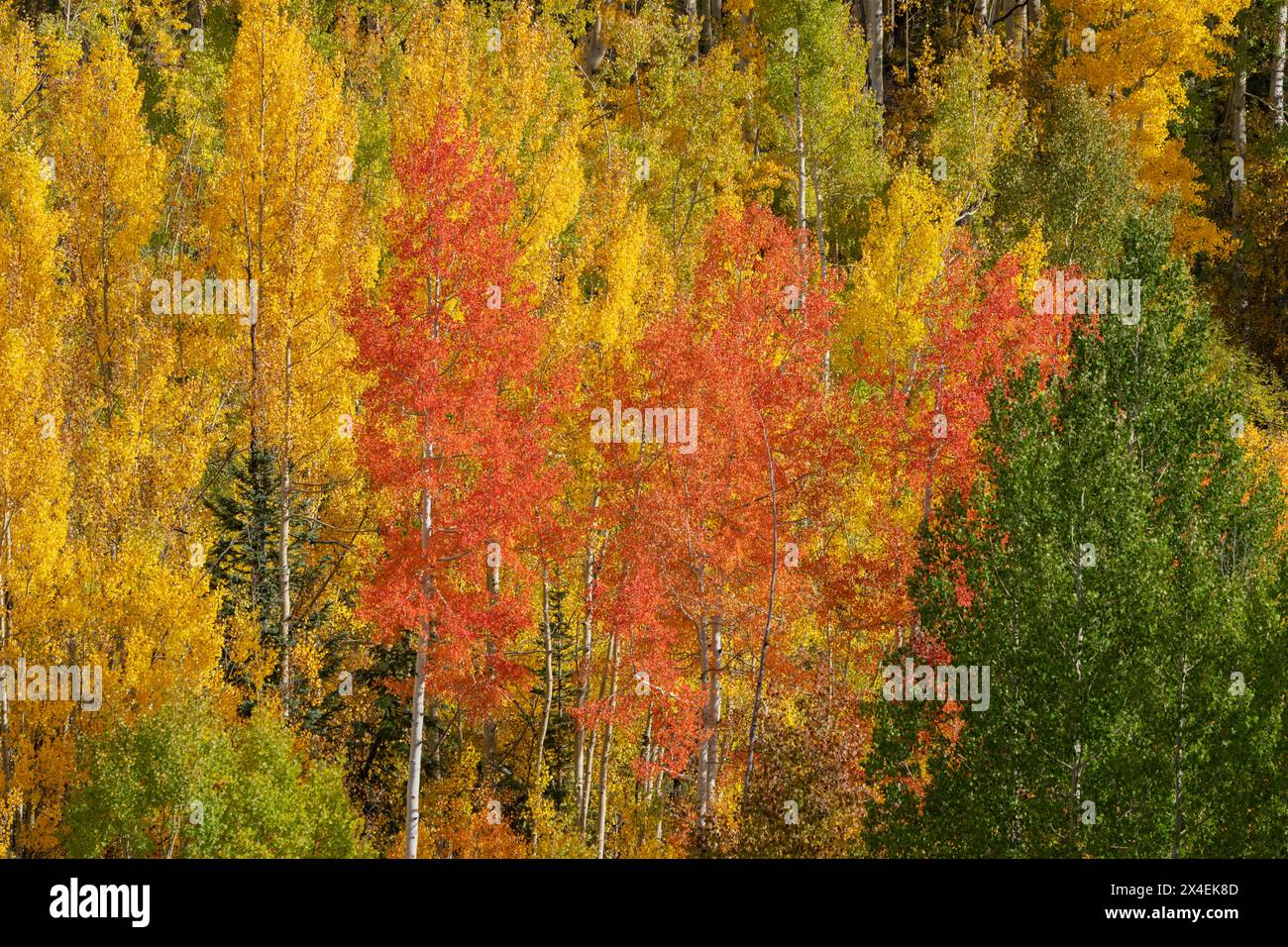 USA, Colorado, Uncompahgre National Forest. Aspenbäume in Herbstfarben. Stockfoto