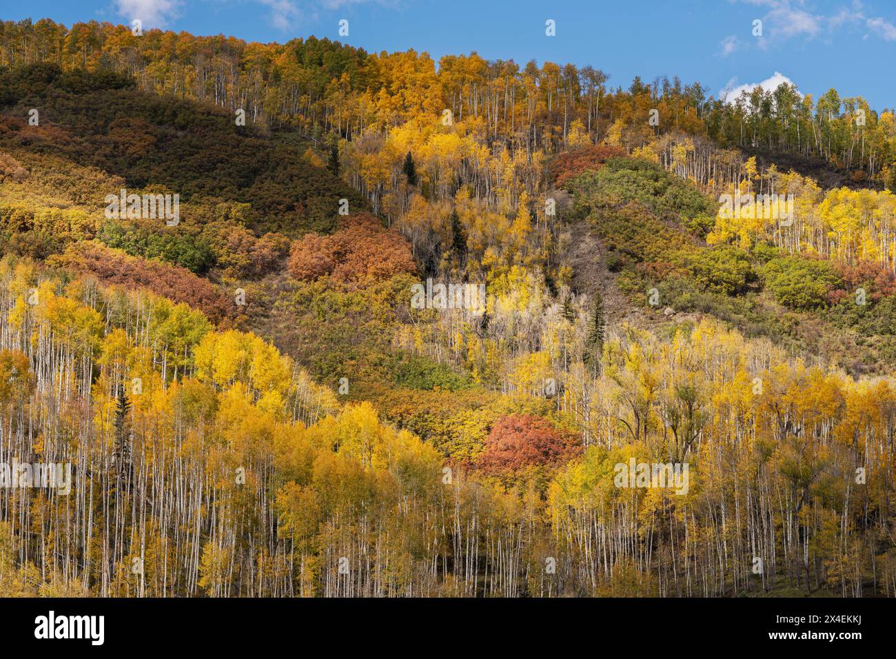 USA, Colorado, Uncompahgre National Forest. Aspen am Berg im Herbst. Stockfoto