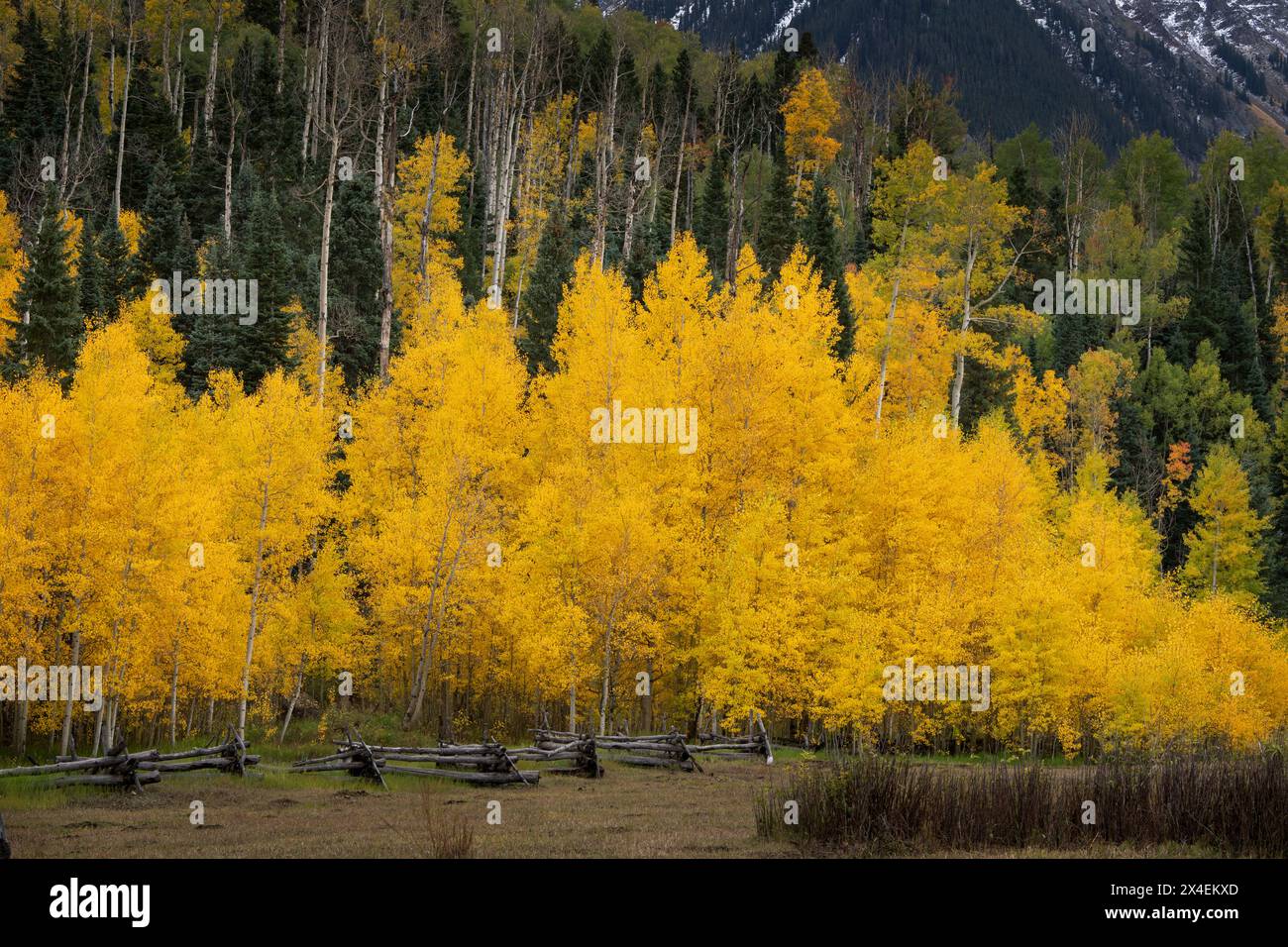 USA, Colorado, San Juan Mountains. Wald am Berg und geteilter Bahnzaun. Stockfoto