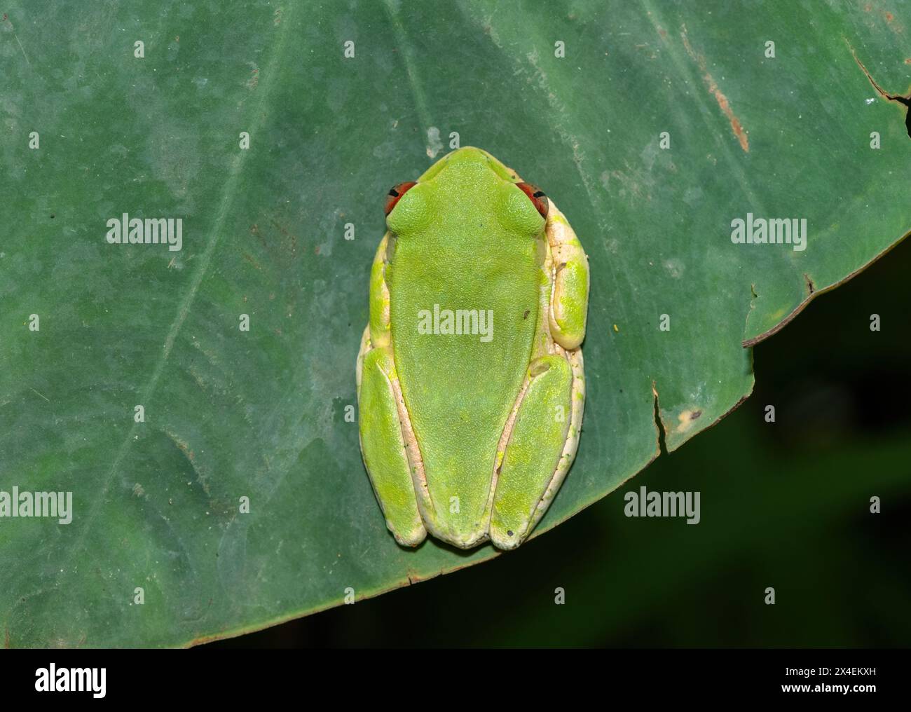 Nahaufnahme eines niedlichen Naturwaldfrosches (Leptopelis natalensis) auf einem grünen Blatt über einem Teich Stockfoto