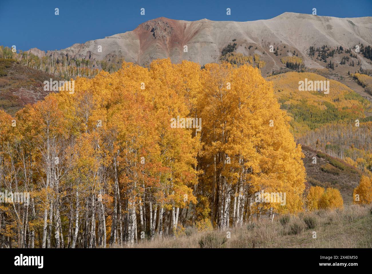 USA, Colorado, Uncompahgre National Forest. Aspen und Berge im Herbst. Stockfoto