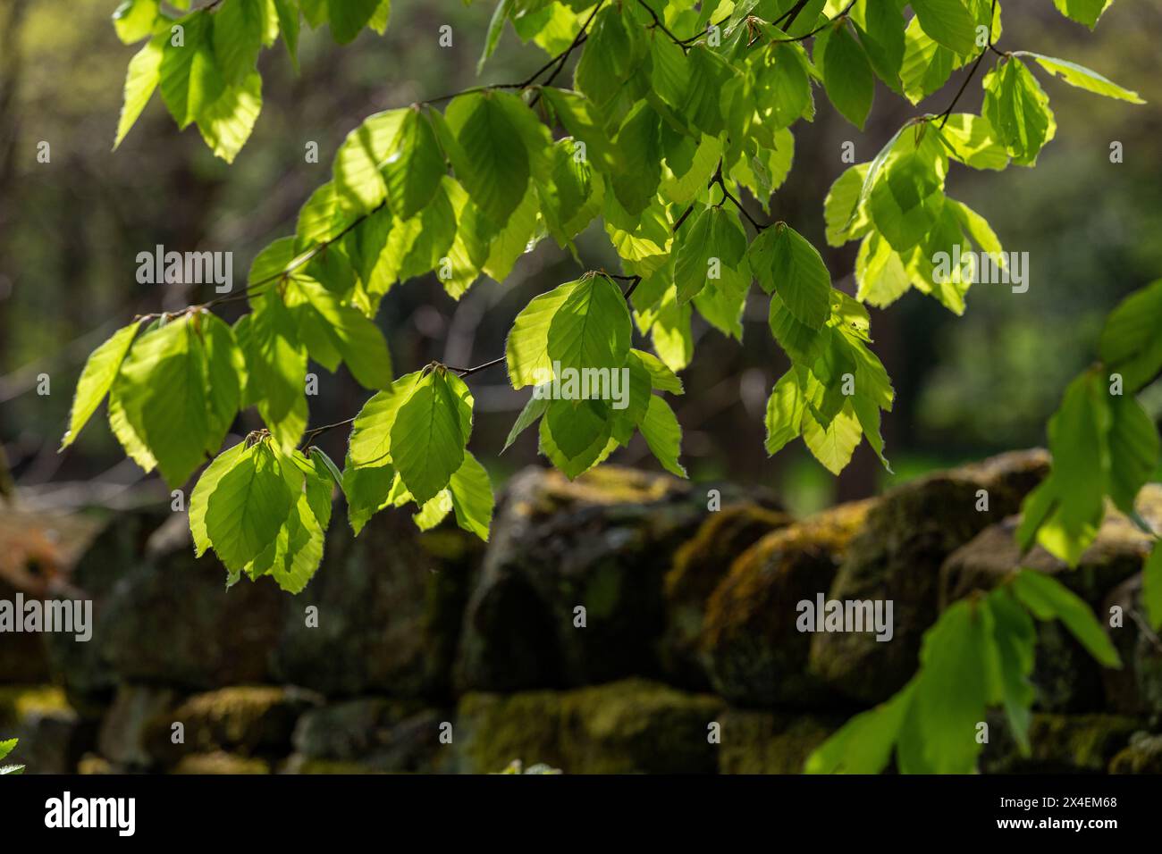 Neue Blätter im Frühjahr an einer Buche (Fagus sylvatica). Stockfoto