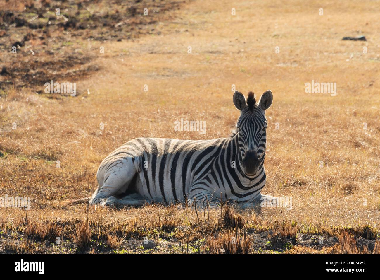 Ein süßes Burchell's Zebra (Equus quagga burchellii), das sich am späten Nachmittag an einem kalten Wintertag im Mt. Currie Nature Reserve, Südafrika, entspannt Stockfoto