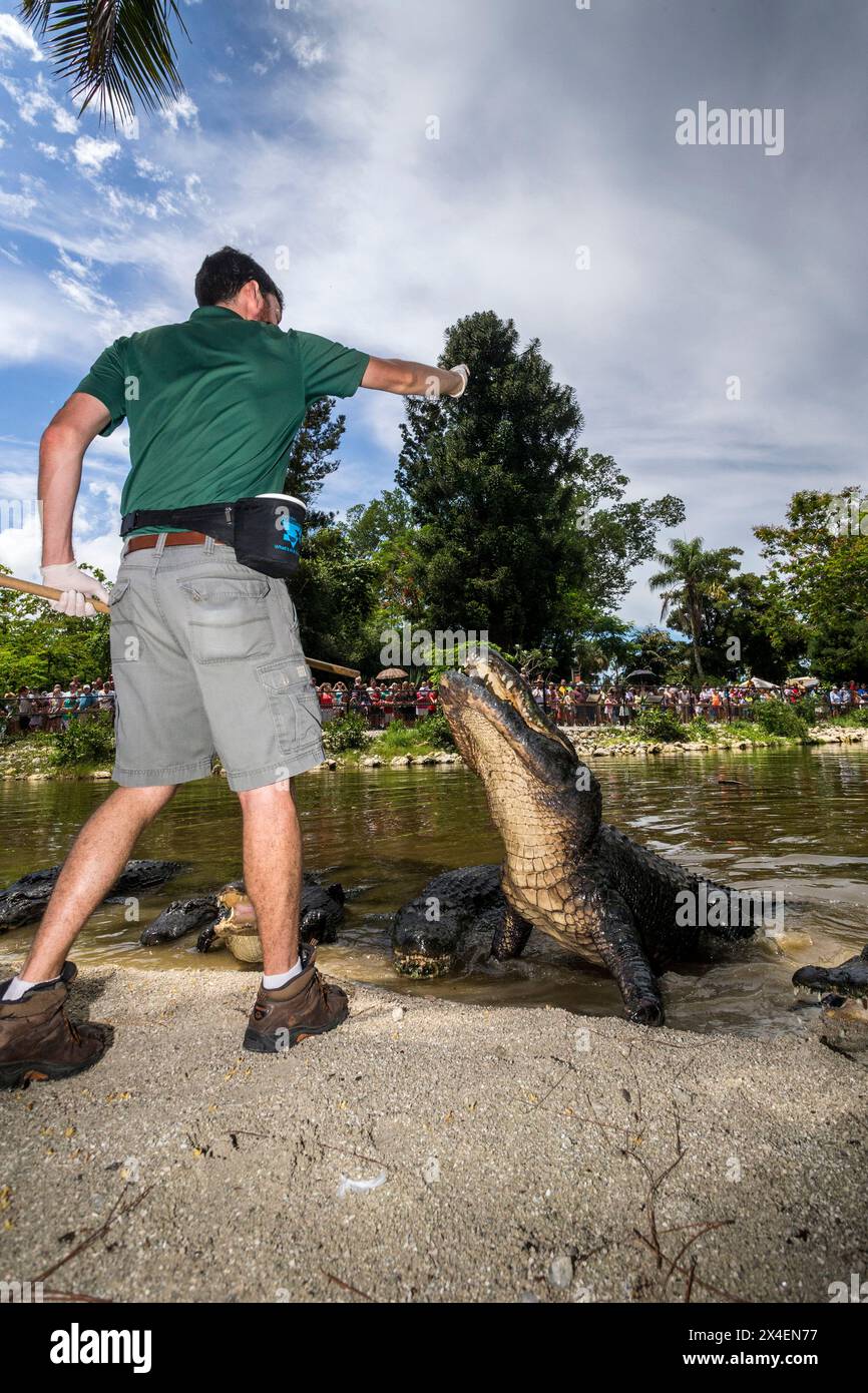 Ein Tierpfleger des Naples Zoo verwendet sorgfältig einen Stock, um amerikanische Alligatoren während einer Fütterungsvorführung zu trainieren. Die Alligatoren werden nur durch den Stock geführt, niemals Stockfoto