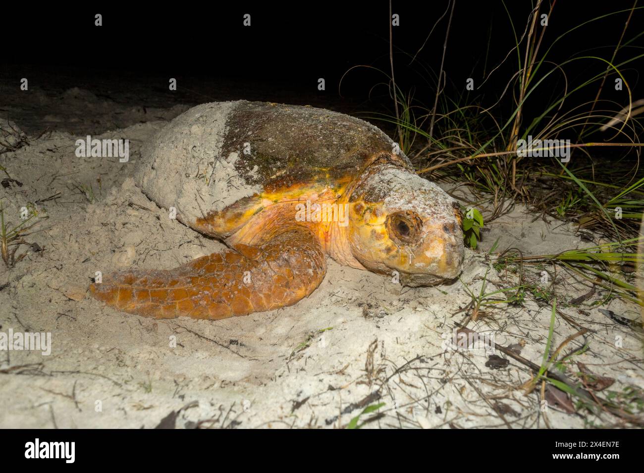 Eine Karettschildkröte begräbt ihr Nest, nachdem sie an einem Strand in Florida Eier gelegt hat. Stockfoto