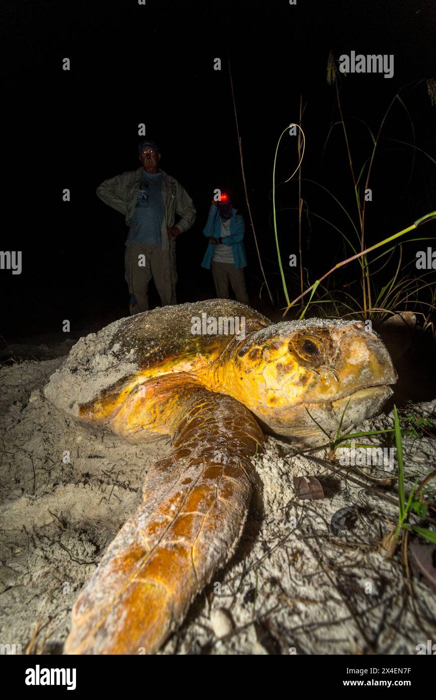 Eine Karettschildkröte begräbt ihr Nest, nachdem sie an einem Strand in Florida Eier gelegt hat. (MR) (nur für redaktionelle Zwecke) Stockfoto