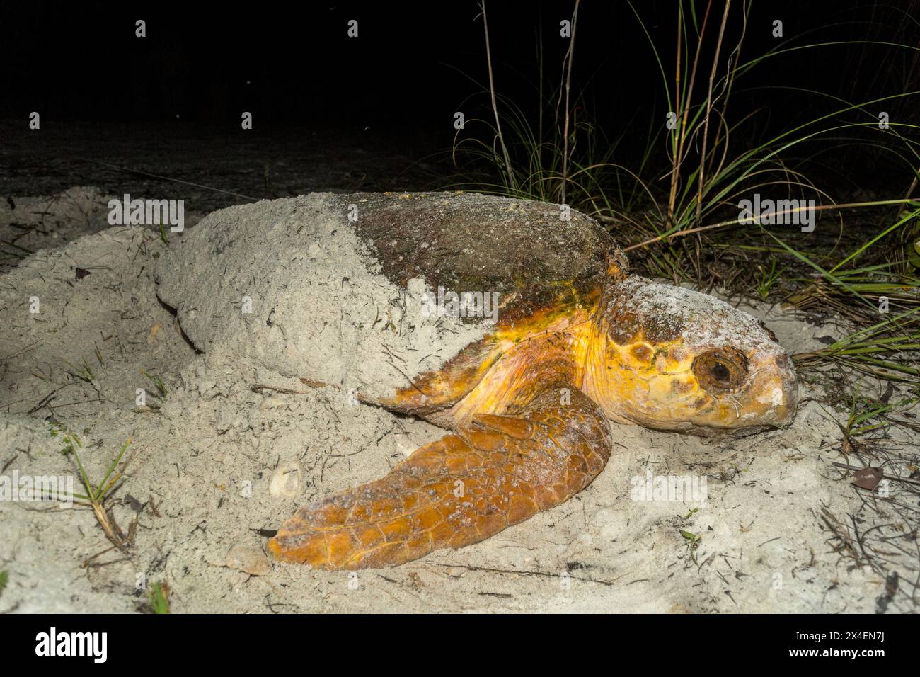 Eine Karettschildkröte begräbt ihr Nest, nachdem sie an einem Strand in Florida Eier gelegt hat. Stockfoto