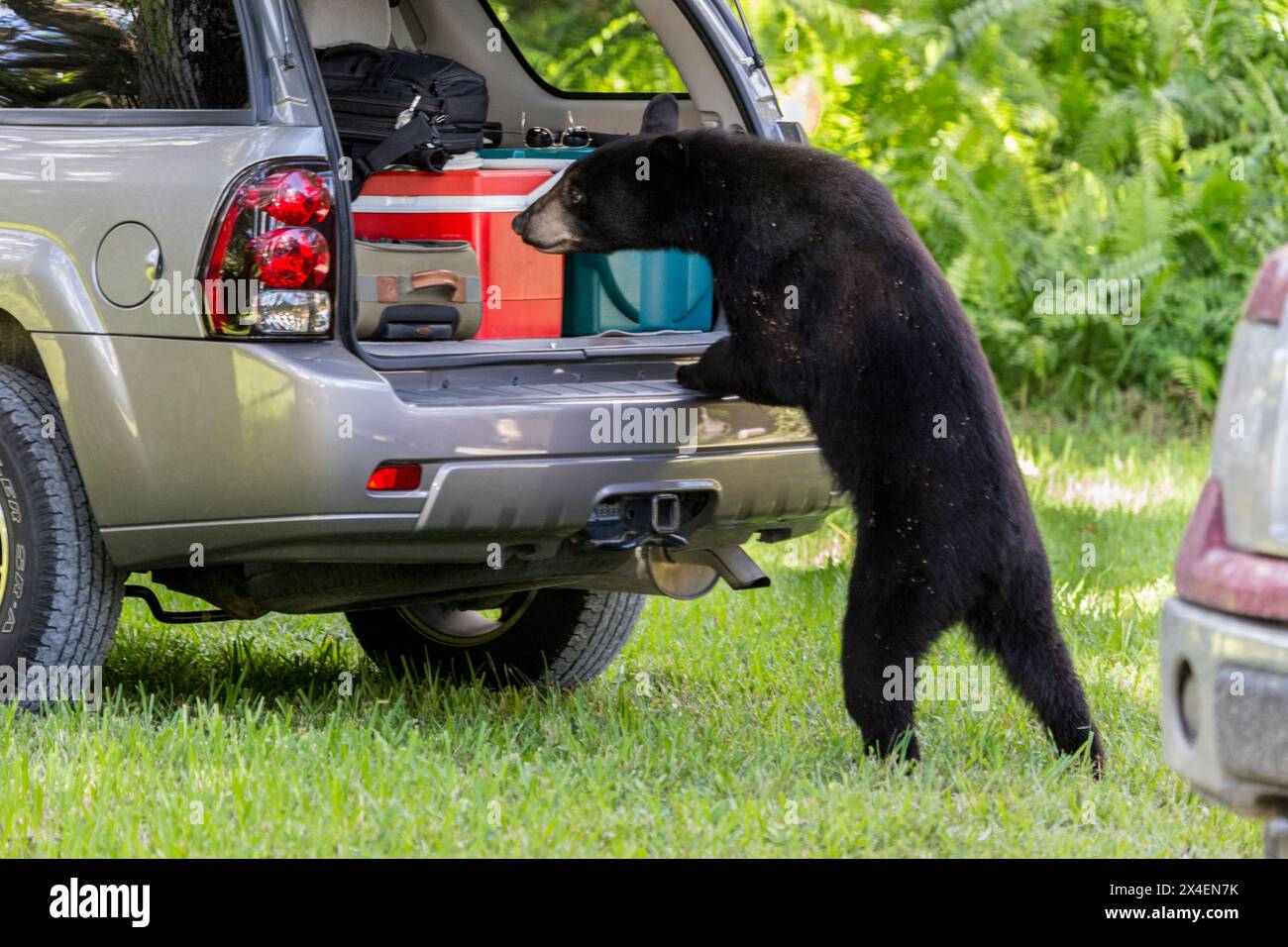 Ein Schwarzbär aus Florida schnüffelt und schaut in die Rückseite eines Fahrzeugs. Südflorida. Stockfoto