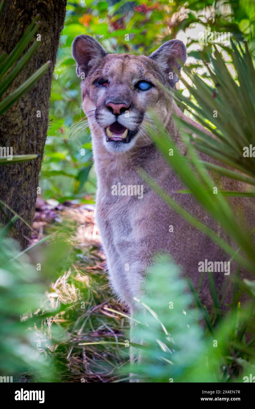 Ein Gefangener Florida Panther, verletzt durch Erschießen. Zoo Von Neapel. (PR) Stockfoto