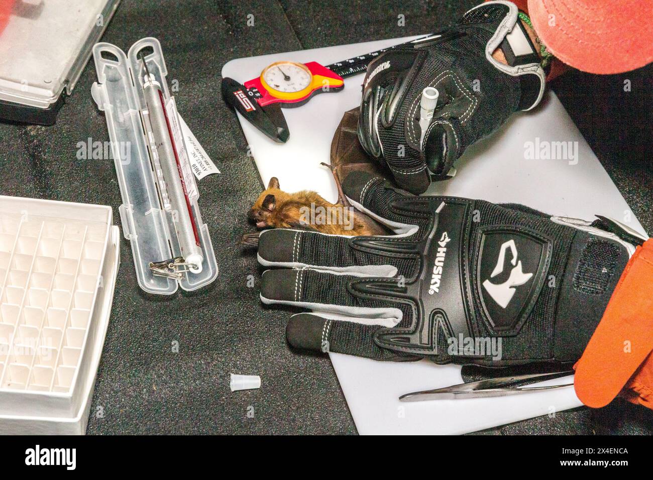 Eine große braune Fledermaus wird untersucht, gemessen und markiert und dann losgelassen. (Nur Für Redaktionelle Zwecke) Stockfoto