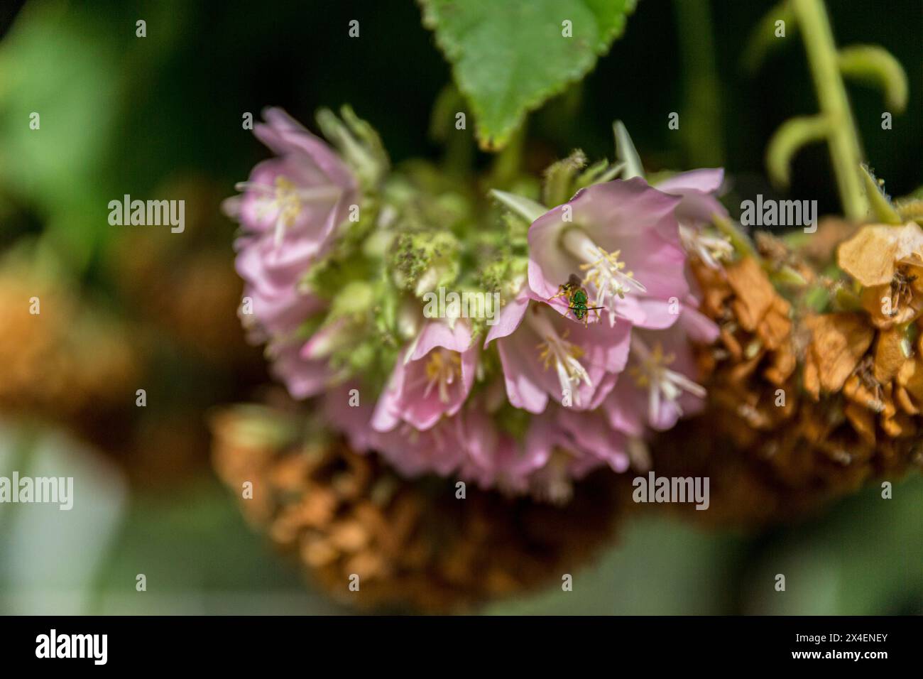 Blühende Hortensien locken Bienen und Wespen an. Stockfoto