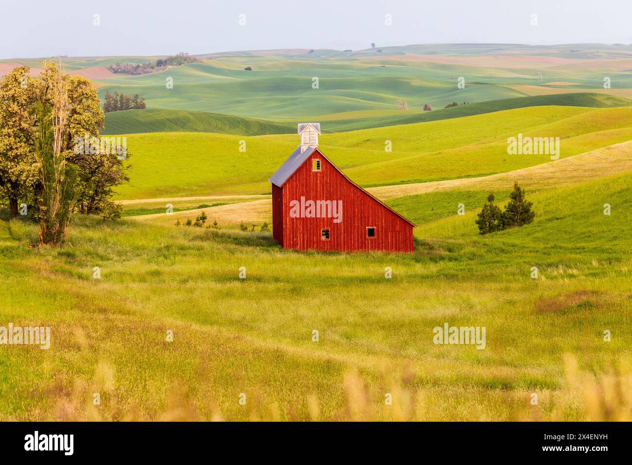 USA, Idaho, Moskau. Rote Scheune und grüne Weizenfelder. (Nur Für Redaktionelle Zwecke) Stockfoto