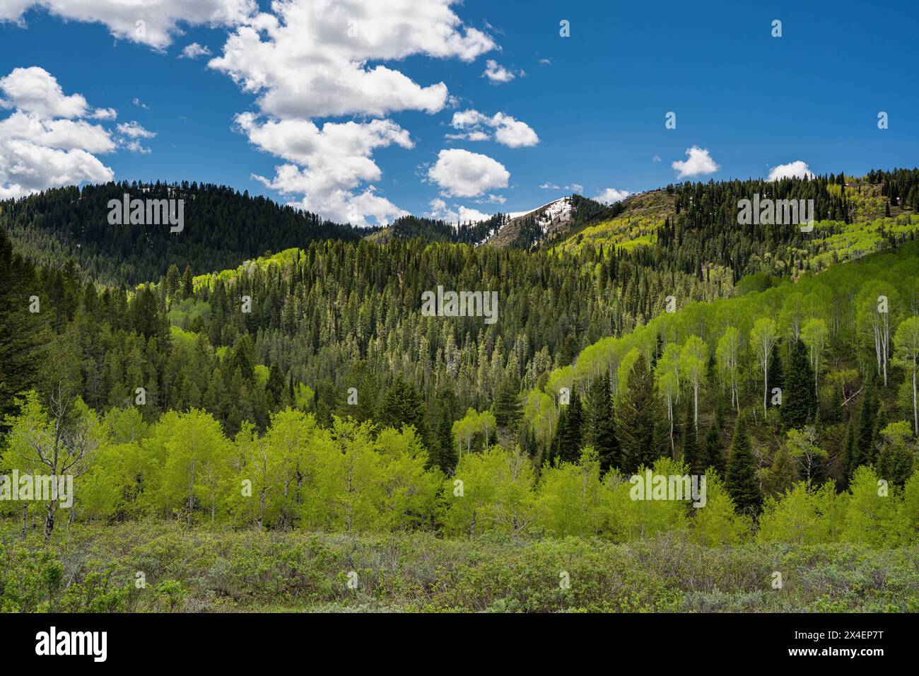 USA, Idaho. Landschaft mit Frühlingsaspen und Evergreens, Big Hole Mountains, Caribou-Targhee National Forest Stockfoto