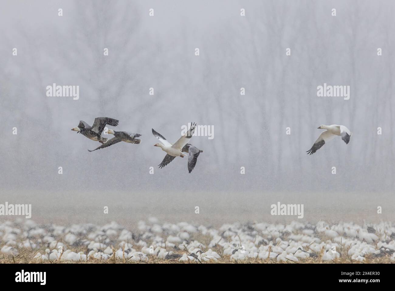 Schneegänse im Flug/beim Abheben von der Fütterung im Maisfeld während des Schneesturms, Marion County, Illinois. Stockfoto