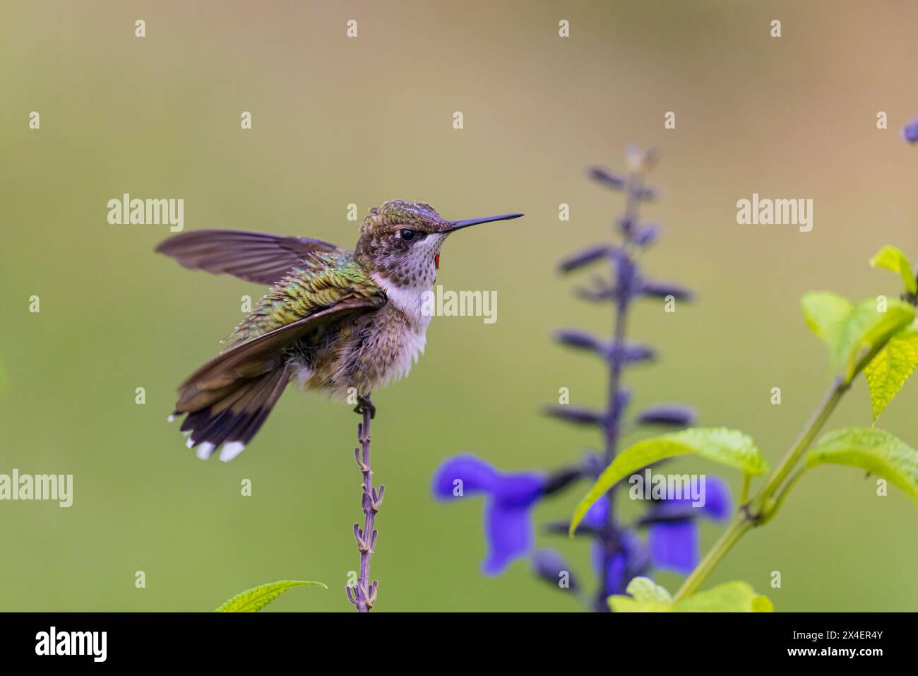 Unreifer Kolibri mit Rubinkehle, der im Garten während einer Regendusche im Marion County, Illinois, baden kann. Stockfoto