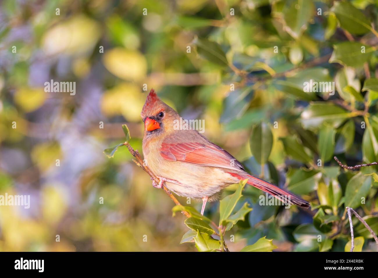 Nördliches Kardinalweibchen in American Holly Tree, Marion County, Illinois. Stockfoto